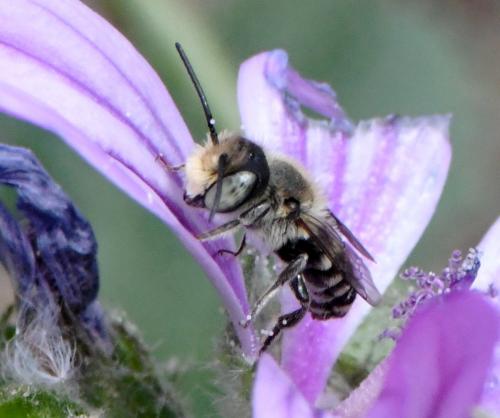 Réf. 260 051 : Megachile sp.